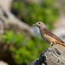 Codirossone - Common Rock Thrush (Monticola saxatilis)