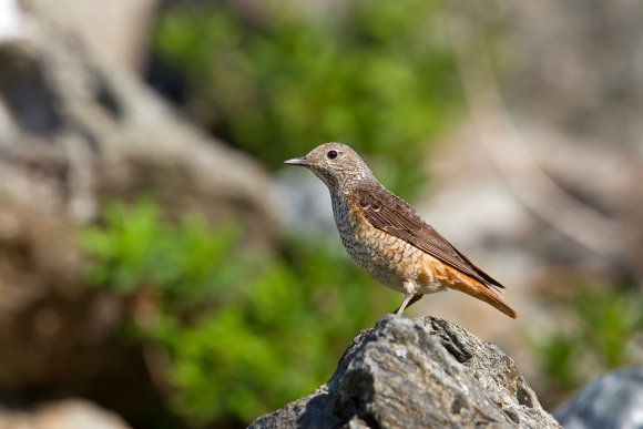 Codirossone - Common Rock Thrush (Monticola saxatilis)