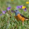 Codirossone - Common Rock Thrush (Monticola saxatilis)