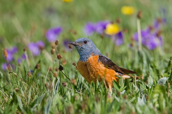 Codirossone - Common Rock Thrush (Monticola saxatilis)