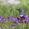 Codirossone - Common Rock Thrush (Monticola saxatilis)