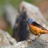 Codirossone - Common Rock Thrush (Monticola saxatilis)