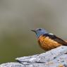 Codirossone - Common Rock Thrush (Monticola saxatilis)