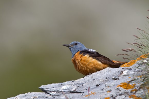 Codirossone - Common Rock Thrush (Monticola saxatilis)