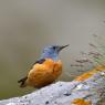 Codirossone - Common Rock Thrush (Monticola saxatilis)