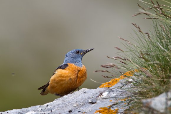 Codirossone - Common Rock Thrush (Monticola saxatilis)