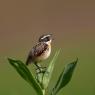 Stiaccino - Whinchat (Saxicola rubetra)