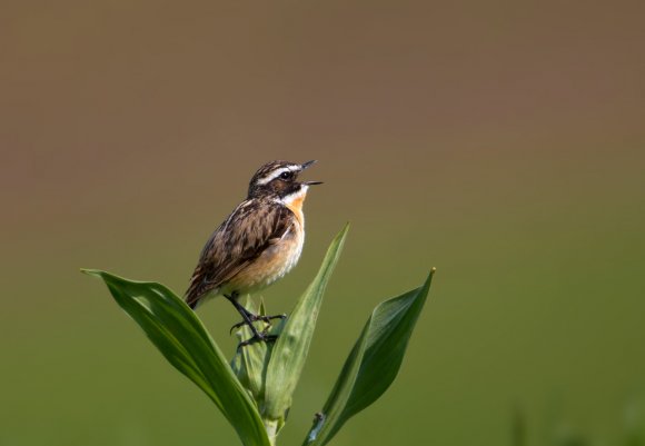 Stiaccino - Whinchat (Saxicola rubetra)