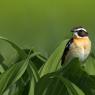 Stiaccino - Whinchat (Saxicola rubetra)