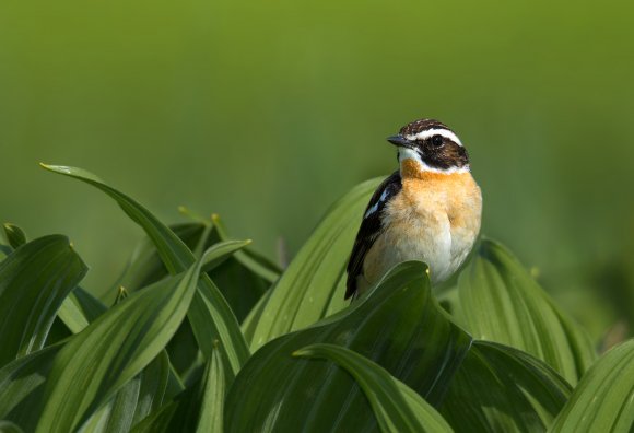 Stiaccino - Whinchat (Saxicola rubetra)