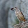 Codirossone - Common Rock Thrush (Monticola saxatilis)