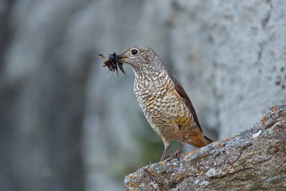 Codirossone - Common Rock Thrush (Monticola saxatilis)