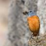 Codirossone - Common Rock Thrush (Monticola saxatilis)