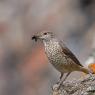 Codirossone - Common Rock Thrush (Monticola saxatilis)