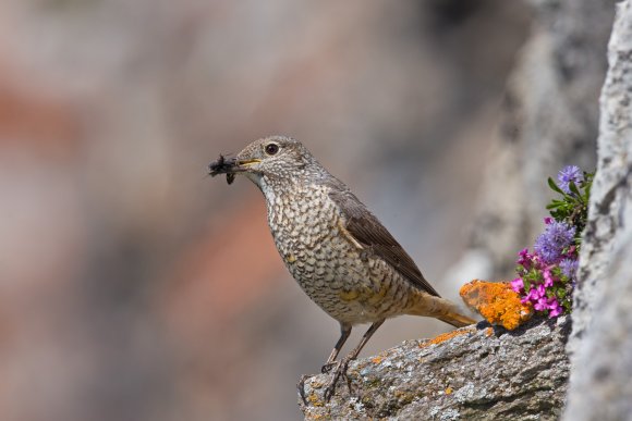 Codirossone - Common Rock Thrush (Monticola saxatilis)