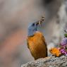 Codirossone - Common Rock Thrush (Monticola saxatilis)