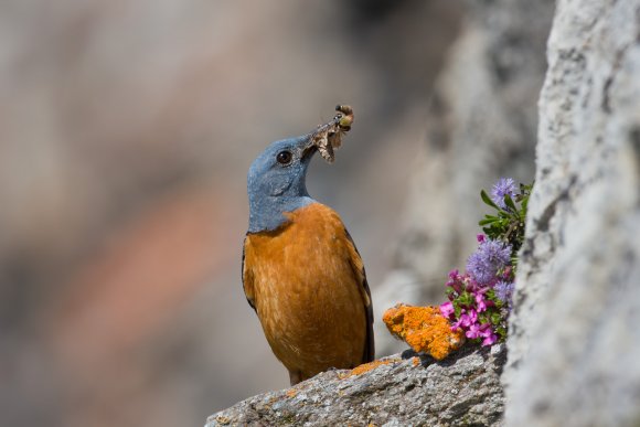 Codirossone - Common Rock Thrush (Monticola saxatilis)