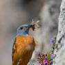 Codirossone - Common Rock Thrush (Monticola saxatilis)