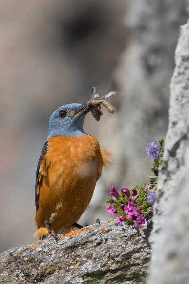 Codirossone - Common Rock Thrush (Monticola saxatilis)