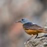 Codirossone - Common Rock Thrush (Monticola saxatilis)