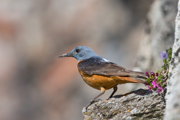 Codirossone - Common Rock Thrush (Monticola saxatilis)