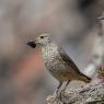 Codirossone - Common Rock Thrush (Monticola saxatilis)