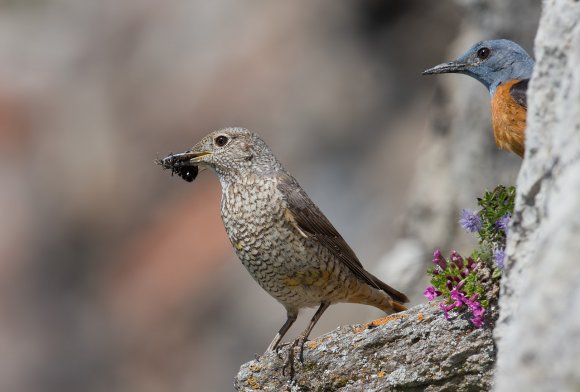 Codirossone - Common Rock Thrush (Monticola saxatilis)