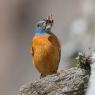 Codirossone - Common Rock Thrush (Monticola saxatilis)