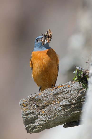 Codirossone - Common Rock Thrush (Monticola saxatilis)