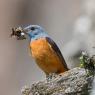 Codirossone - Common Rock Thrush (Monticola saxatilis)