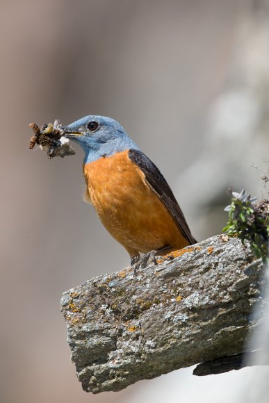 Codirossone - Common Rock Thrush (Monticola saxatilis)