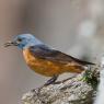 Codirossone - Common Rock Thrush (Monticola saxatilis)