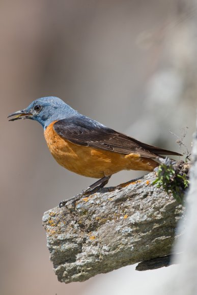 Codirossone - Common Rock Thrush (Monticola saxatilis)