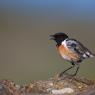 Saltimpalo . African Stonechat (Saxicola torquatus)