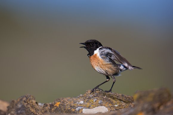 Saltimpalo . African Stonechat (Saxicola torquatus)