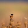 Saltimpalo . African Stonechat (Saxicola torquatus)