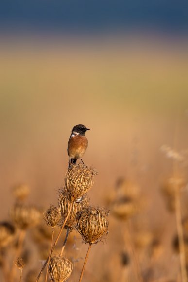 Saltimpalo . African Stonechat (Saxicola torquatus)