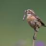 Stiaccino - Whinchat (Saxicola rubetra)