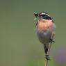 Stiaccino - Whinchat (Saxicola rubetra)