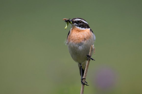 Stiaccino - Whinchat (Saxicola rubetra)