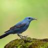 Passero solitario - Blue Rock Thrush (Monticola solitarius)