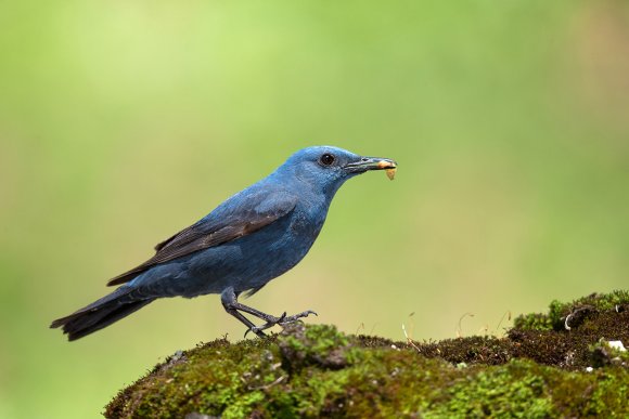 Passero solitario - Blue Rock Thrush (Monticola solitarius)