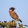 Saltimpalo . African Stonechat (Saxicola torquatus)