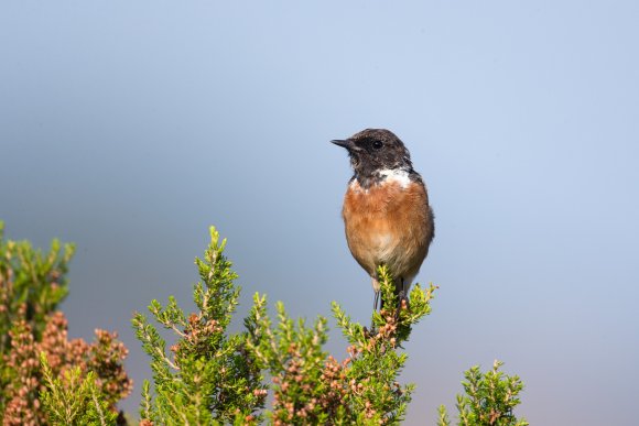 Saltimpalo . African Stonechat (Saxicola torquatus)