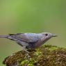 Passero solitario - Blue Rock Thrush (Monticola solitarius)