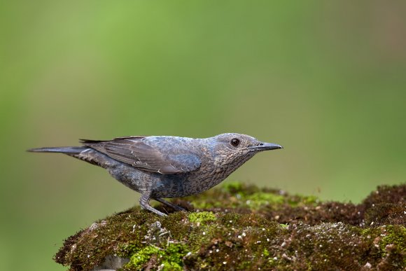 Passero solitario - Blue Rock Thrush (Monticola solitarius)