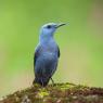 Passero solitario - Blue Rock Thrush (Monticola solitarius)