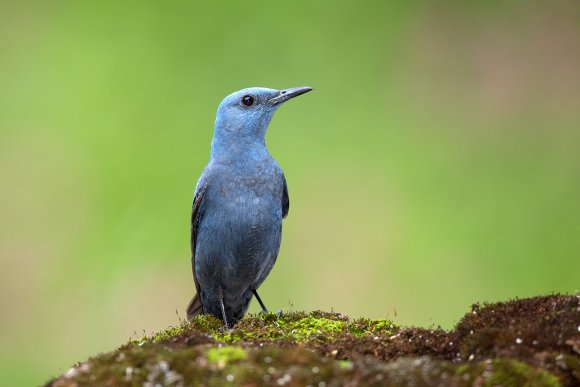 Passero solitario - Blue Rock Thrush (Monticola solitarius)