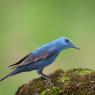 Passero solitario - Blue Rock Thrush (Monticola solitarius)