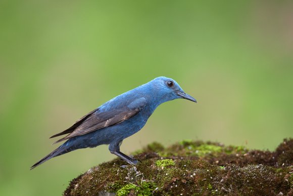 Passero solitario - Blue Rock Thrush (Monticola solitarius)